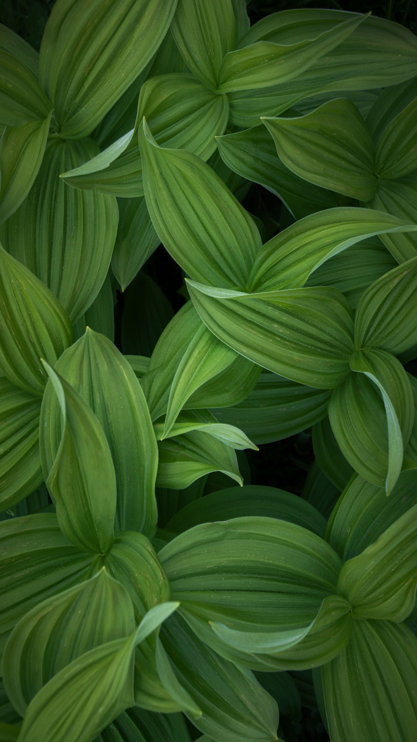 groene bladeren achtergrond